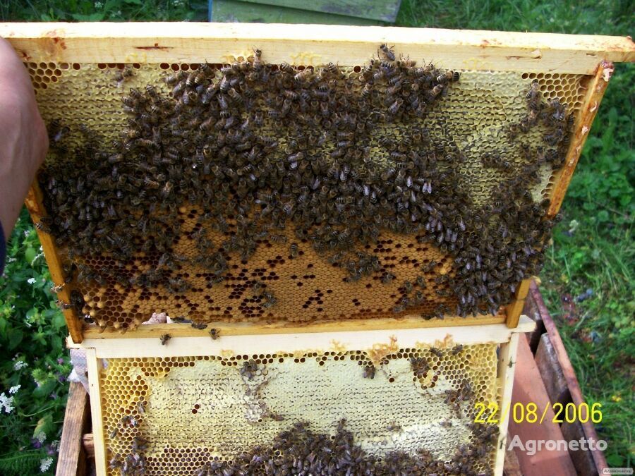 BEE PACKAGES OF THE CARPATHIAN BREED in 2021