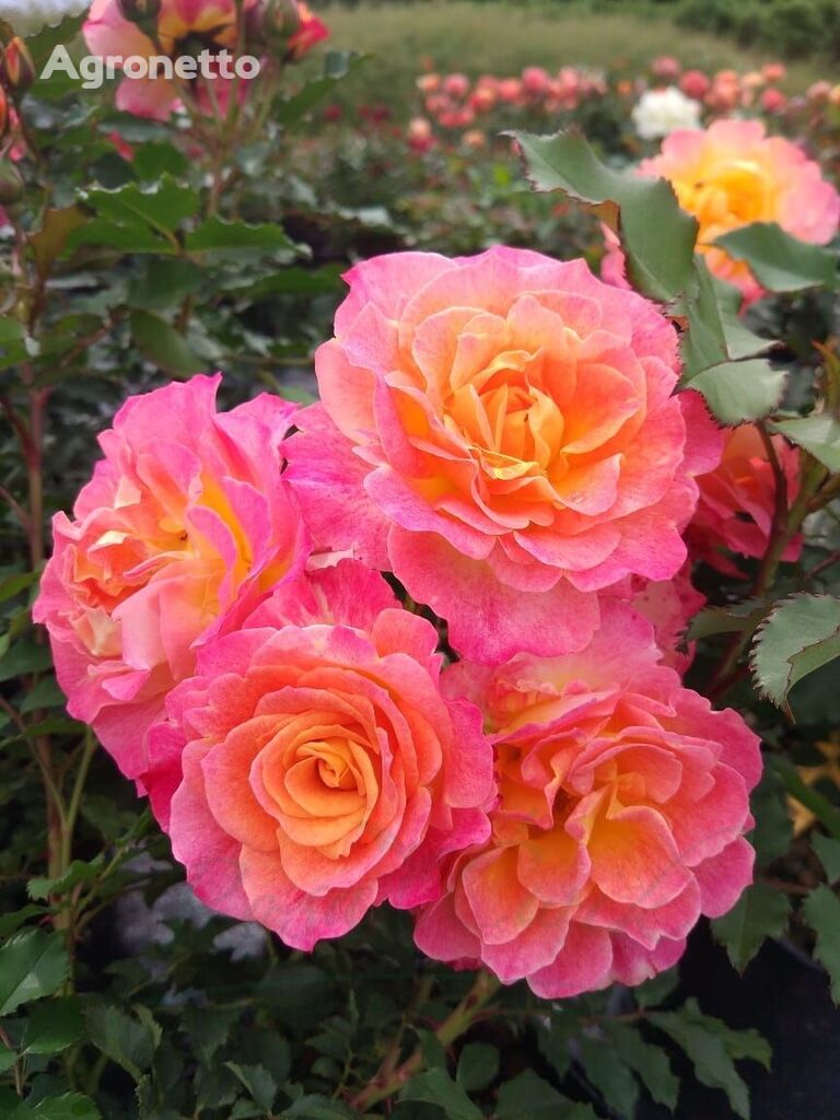 Róża LandLust® flower seedling