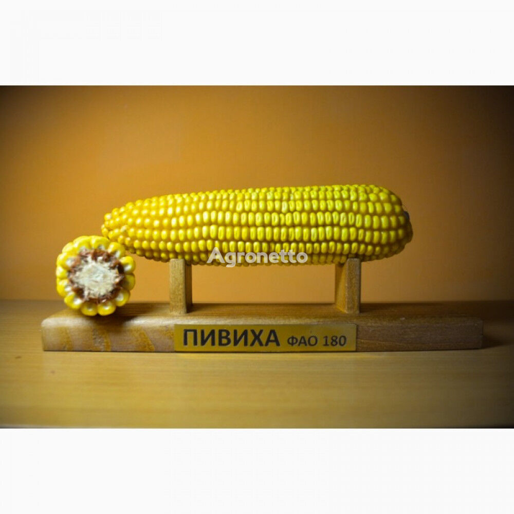 Pyvykha corn seeds, FAO 190, harvest - 2021