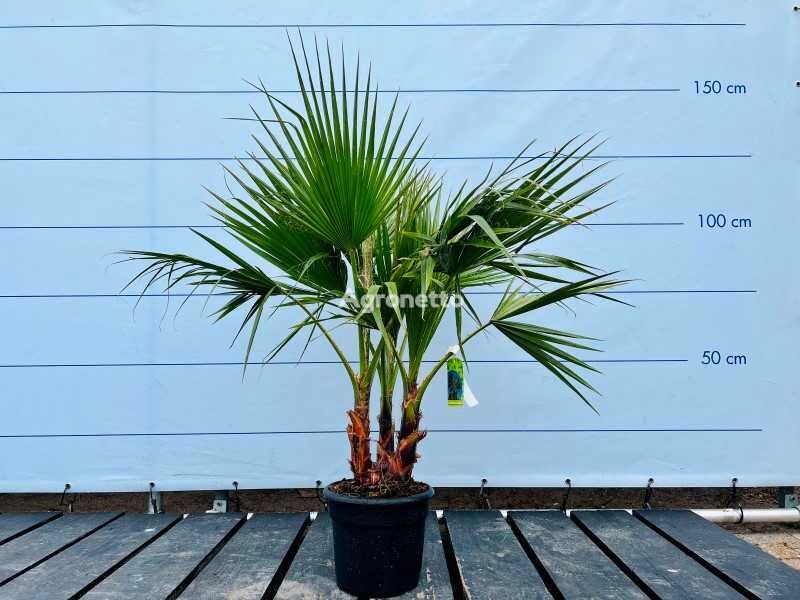 washingtonia robusta 130cm multistam ornamental shrub